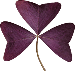 Oxalis