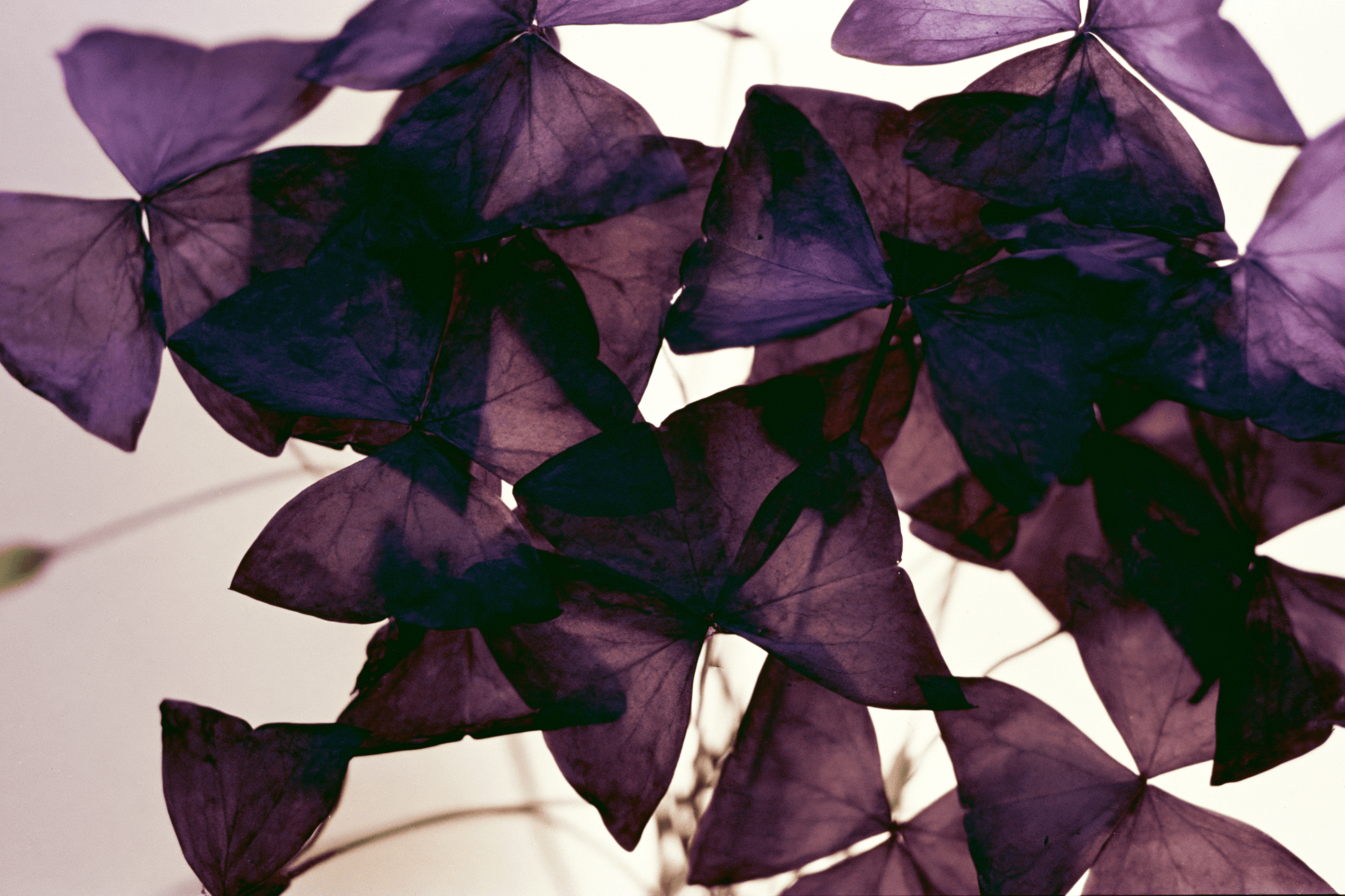 Backlit purple oxalis leaves, the plant the academy is named for